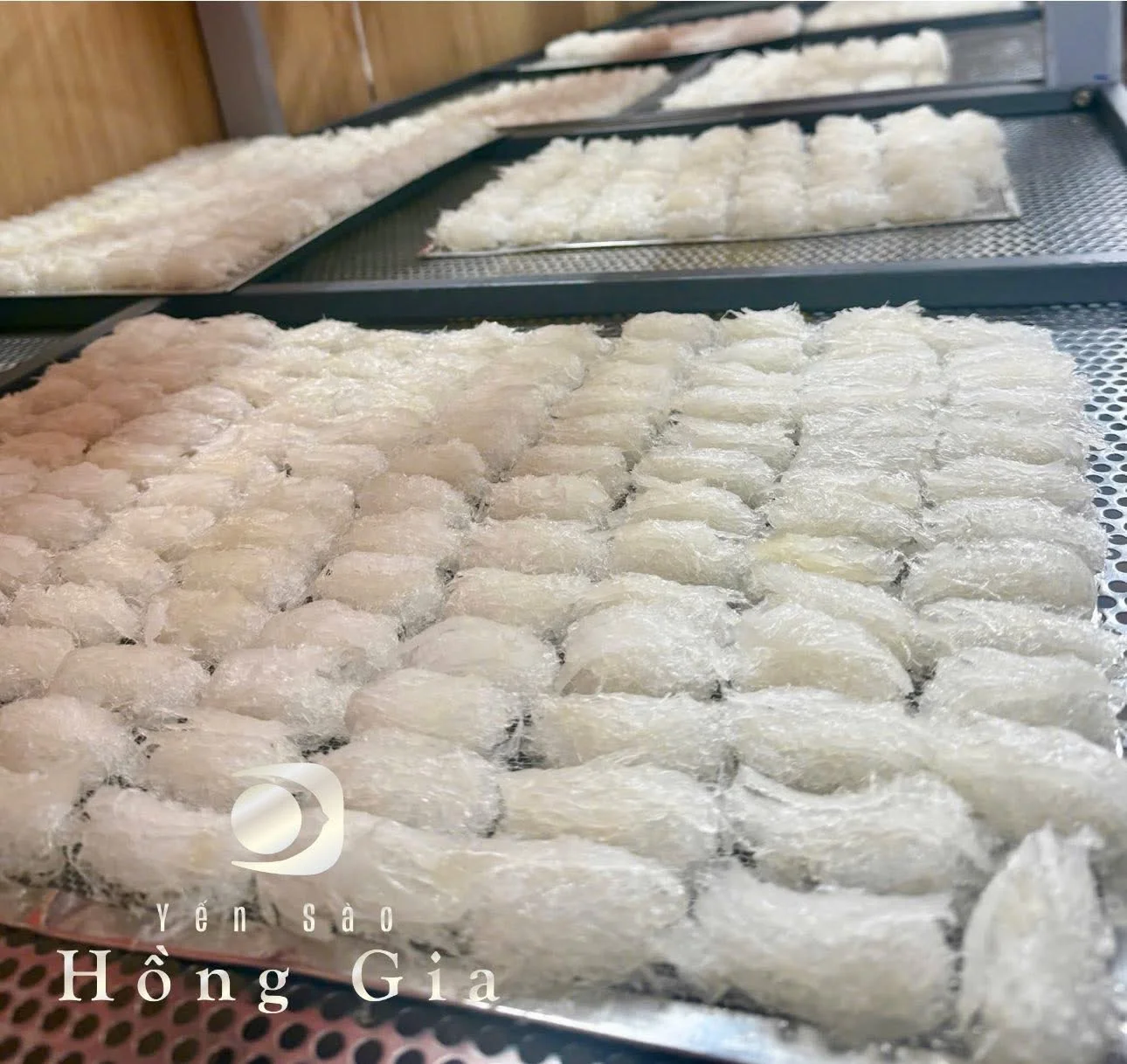 Tuyển chọn tổ yến chất lượng từ Việt Nam